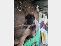 5410675 Cuccioli pastore tedesco