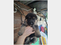 5410677 Cuccioli pastore tedesco