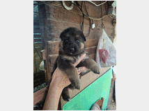 5410678 Cuccioli pastore tedesco