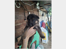 5410679 Cuccioli pastore tedesco