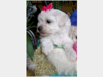 5410702 Maltipoo nano e