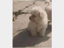 5410703 Maltipoo nano e