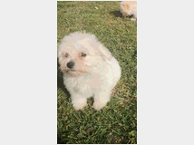 5410704 Maltipoo nano e