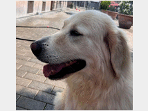 5410827 in regalo CANE