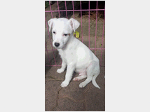5410839 Parson Jack Russell