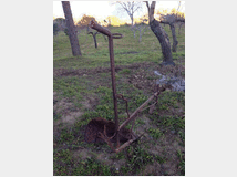 5410965 antichi dei primi