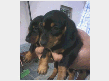 5411095 Bassotte nane 