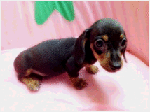 5411096 Bassotte nane 