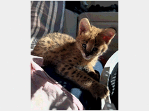 5417082 Serval eccezionale: l'eleganza