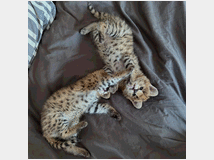 5417084 Serval eccezionale: l'eleganza