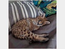 5417085 Serval eccezionale: l'eleganza