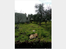 5420369 in affitto terreno