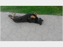 5424366 per cani familiare