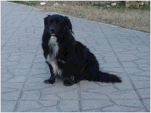 5424367 per cani familiare