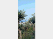 5431908 terreno edificabile mq2500