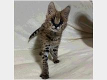 5440025 Disponibili cuccioli di