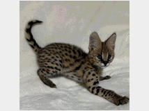 5440026 Disponibili cuccioli di