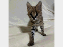 5440027 Disponibili cuccioli di