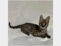 5440028 Disponibili cuccioli di