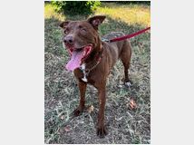 5448607 in regalo CANE