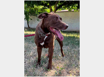 5448609 in regalo CANE