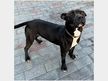 5448869 in regalo CANE