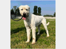 5449276 in regalo CANE