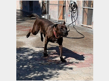 5449709 in regalo CANE