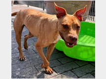 5450148 in regalo CANE
