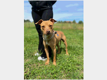 5450149 in regalo CANE