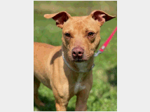 5450151 in regalo CANE