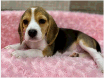 5450857 Beagle cuccioli deliziosi