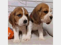 5450858 Beagle cuccioli deliziosi