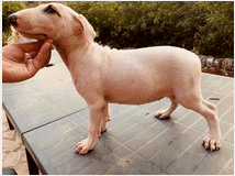 5450973 Bull terrier
