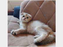 gattino-razza-scottish-fold-prezzo 