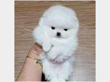 in-regalo-pomerania-bellissima 