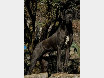 alani-prezzo-eur100000-alani 