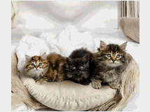 in-regalo-splendidi-gattini-di 