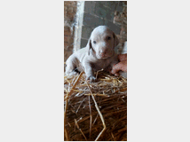 cuccioli-di-weimaraner-prezzo-eur90000 