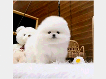 in-regalo-volpino-pomerania-toy 