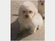 maltipoo-nano-e-micro-toy 