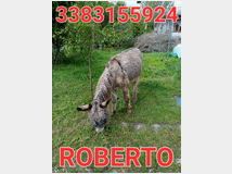 asino-sardo-prezzo-eur10000 