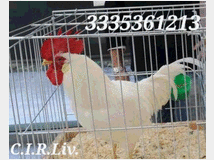 galline-livornesi-in-purezza 