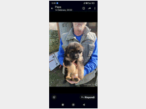 pastore-tedesco-prezzo-eur80000 