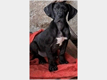 alani-prezzo-eur90000-alani 