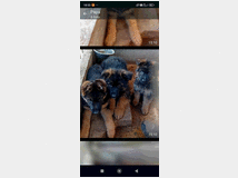 pastore-tedesco-cuccioli-prezzo 