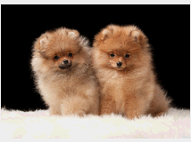 in-regalo-spitz-disponibili-adorabili 