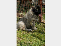 pastore-caucaso-prezzo-eur90000 