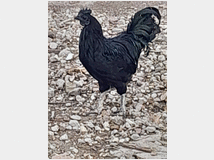 uova-feconde-di-aym-cemani 