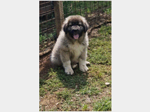 caucaso-prezzo-eur90000-cuccioli 